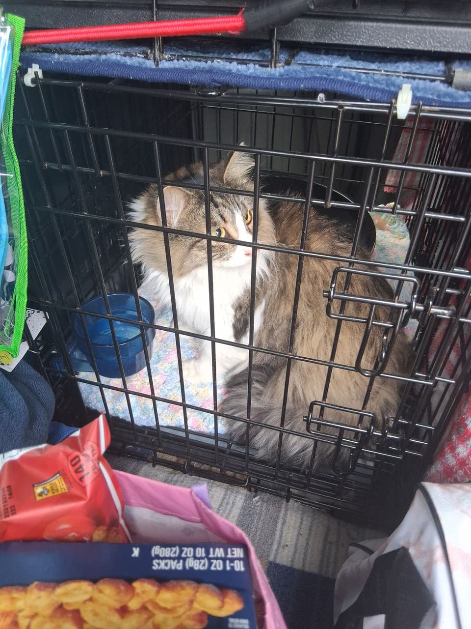 Pet travel photo 5