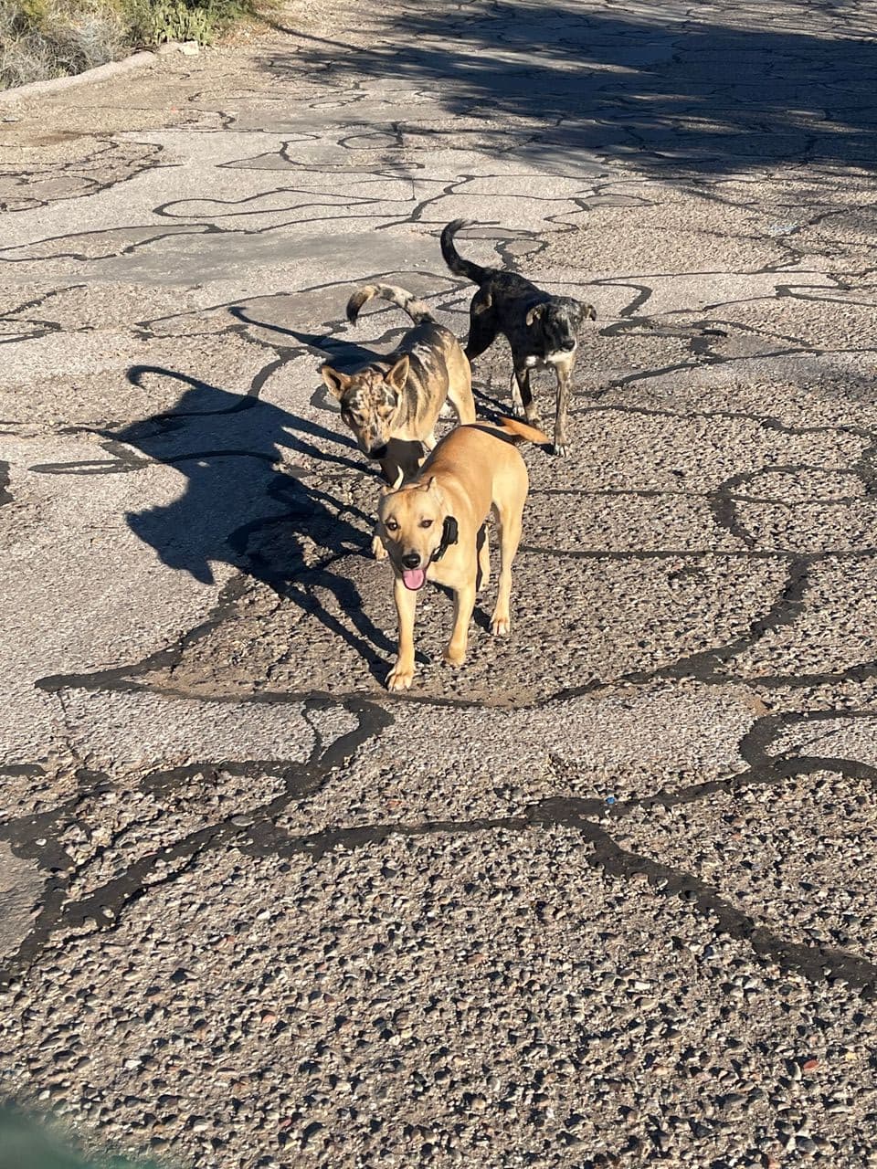 Pet travel photo 2