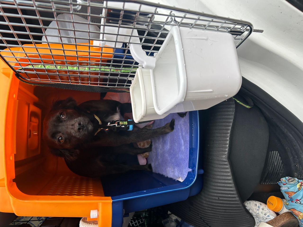Pet travel photo 3