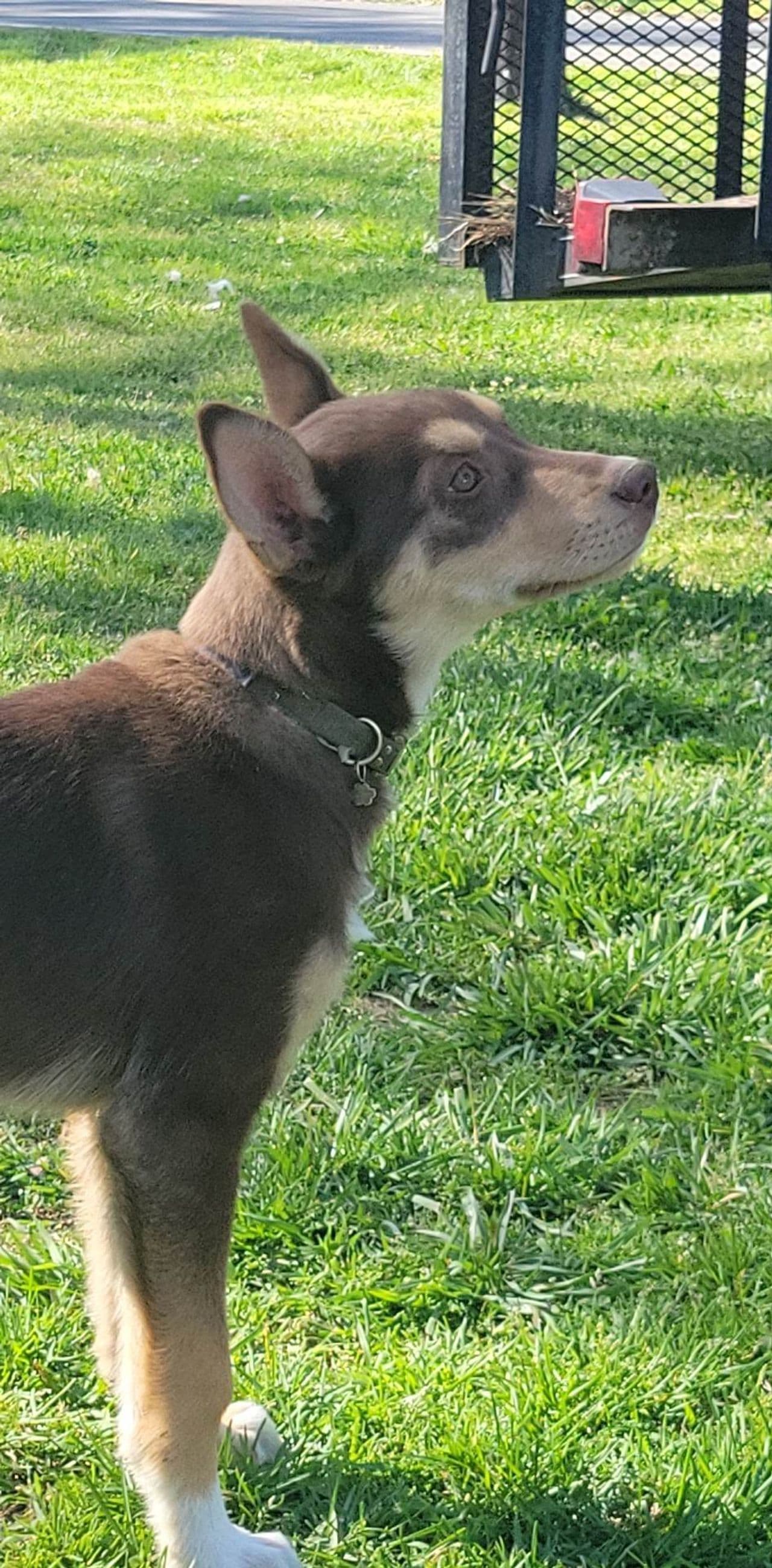 Pet travel photo 6