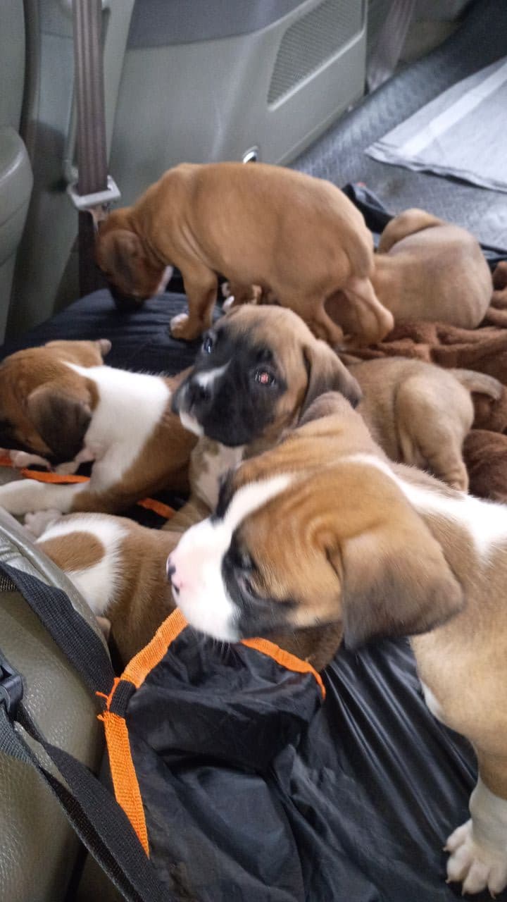 Pet travel photo 4