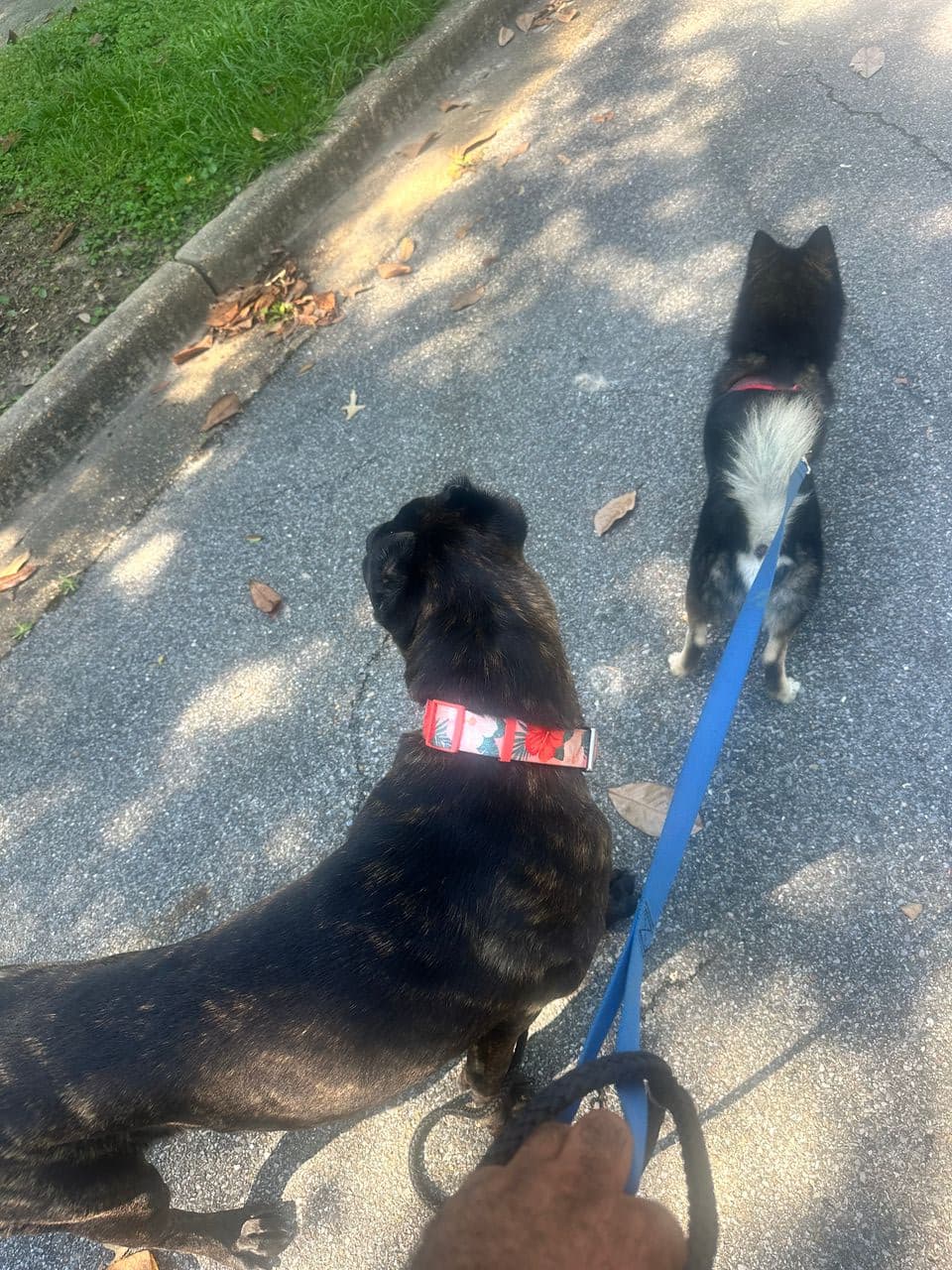 Pet travel photo 4