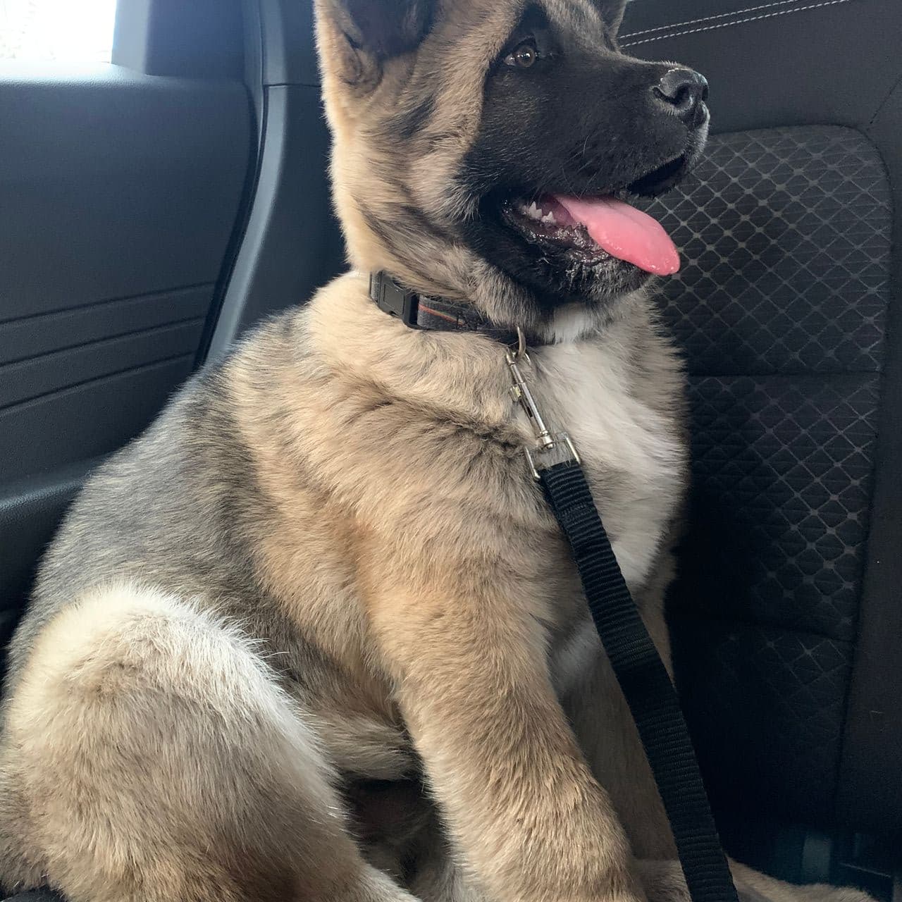 Pet travel photo 6