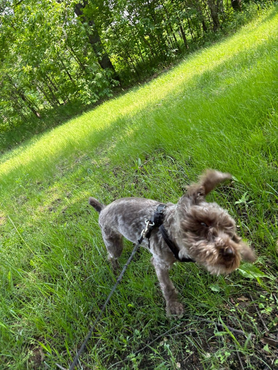Pet travel photo 2
