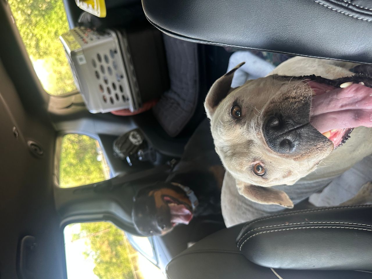 Pet travel photo 1