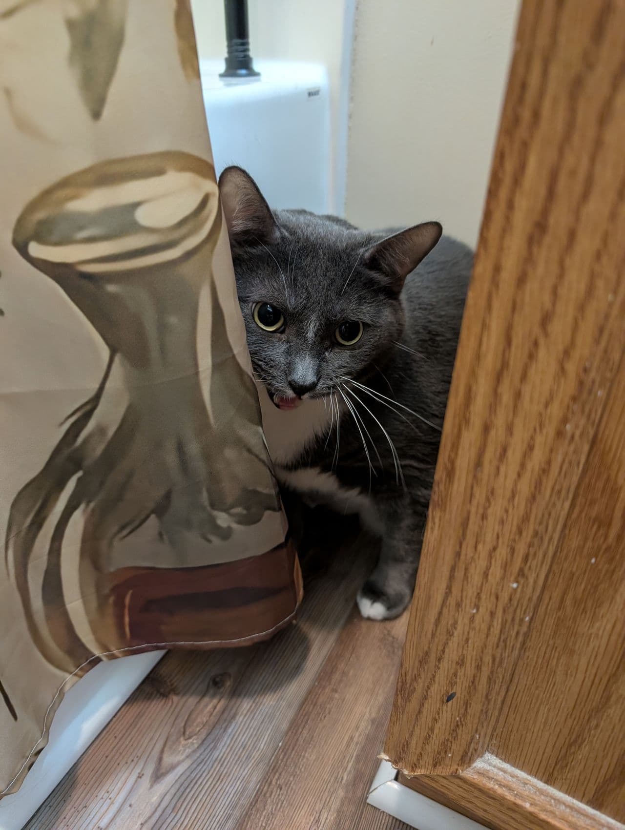 Pet travel photo 1