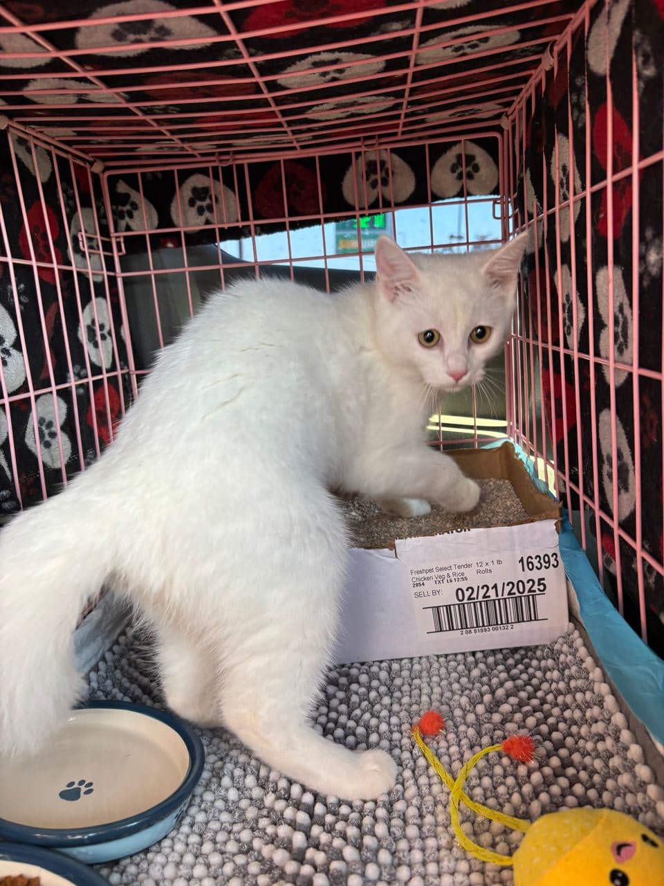 Pet travel photo 4