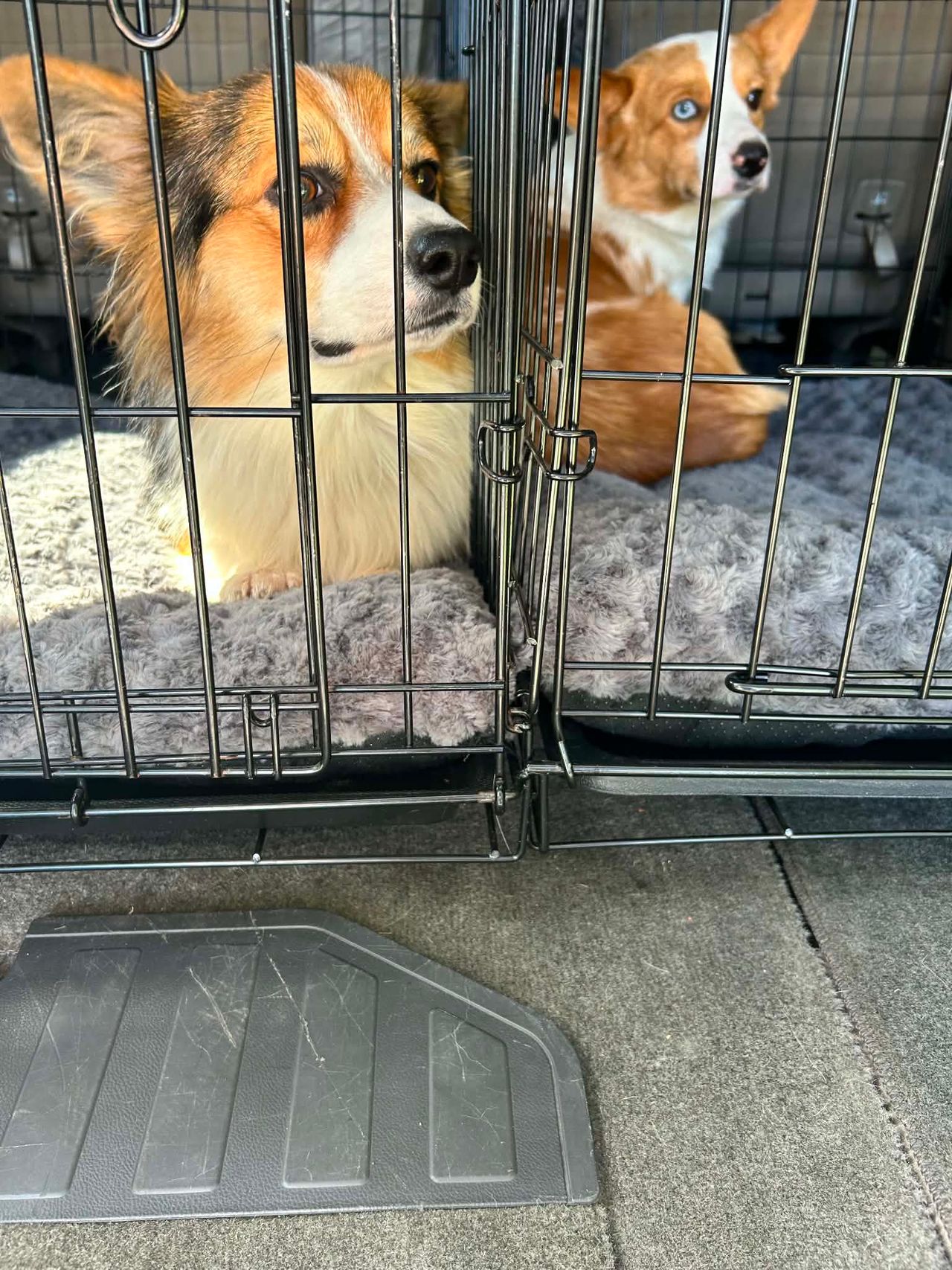 Pet travel photo 1