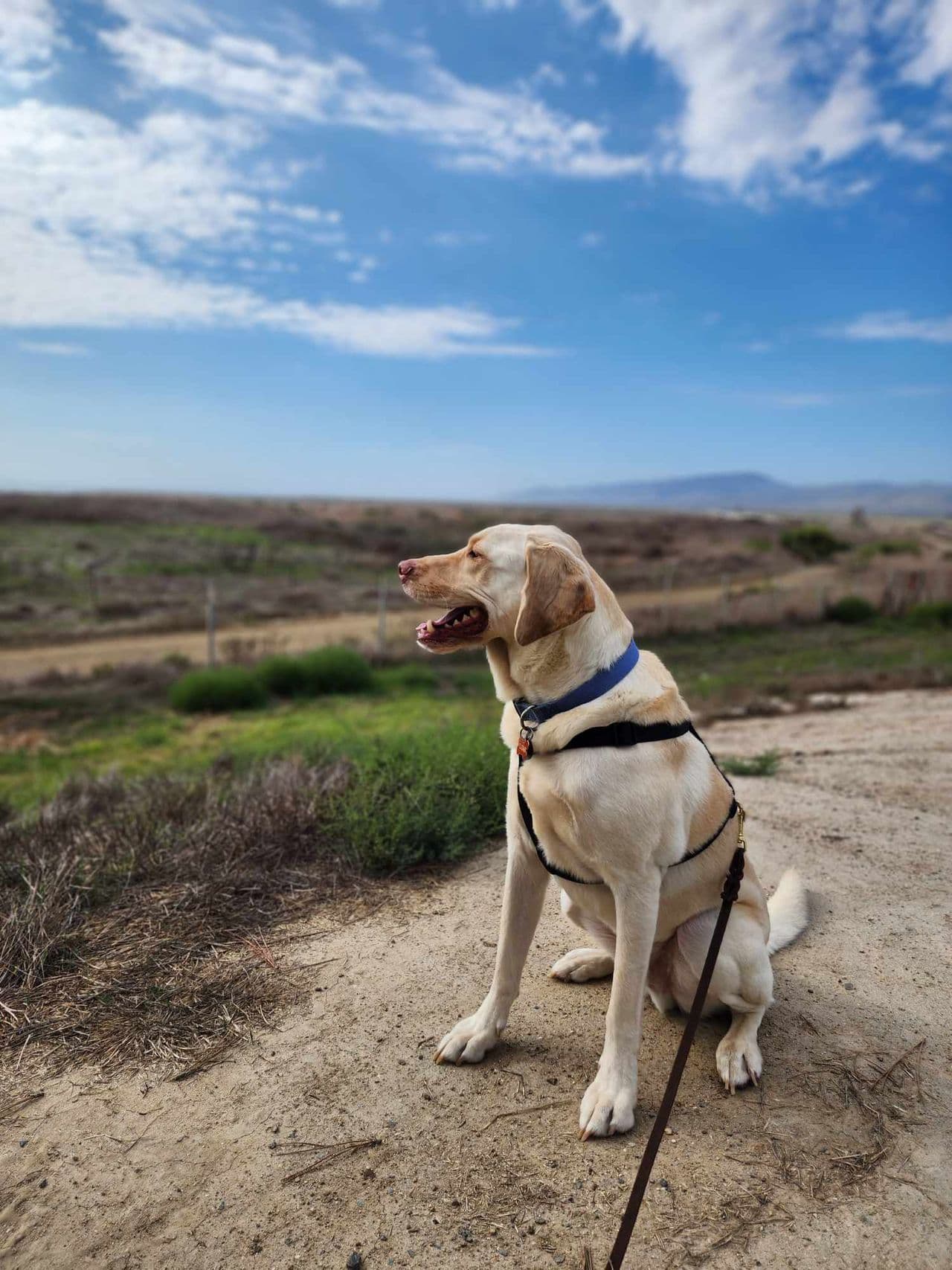 Pet travel photo 3