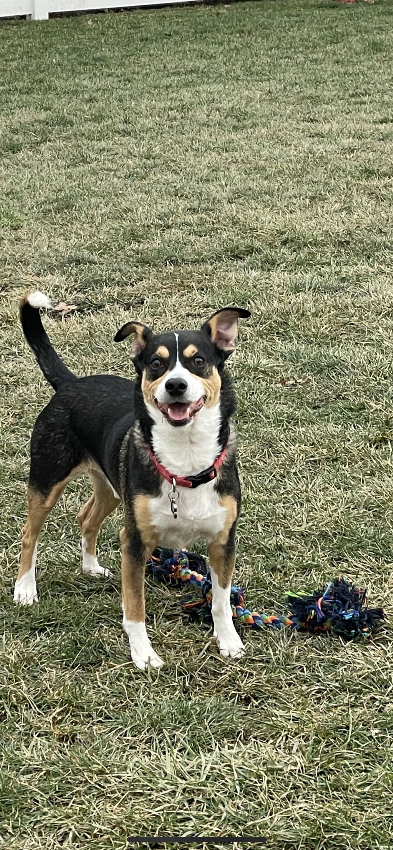 Pet travel photo 3