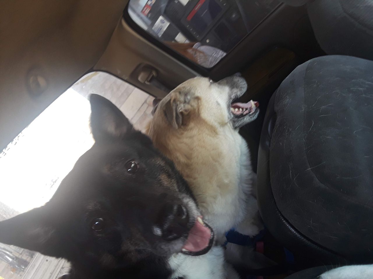 Pet travel photo 4