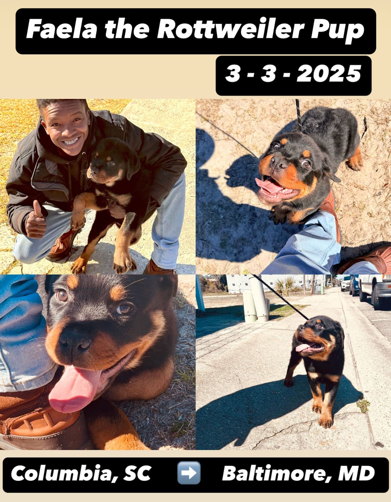Pet travel photo 5