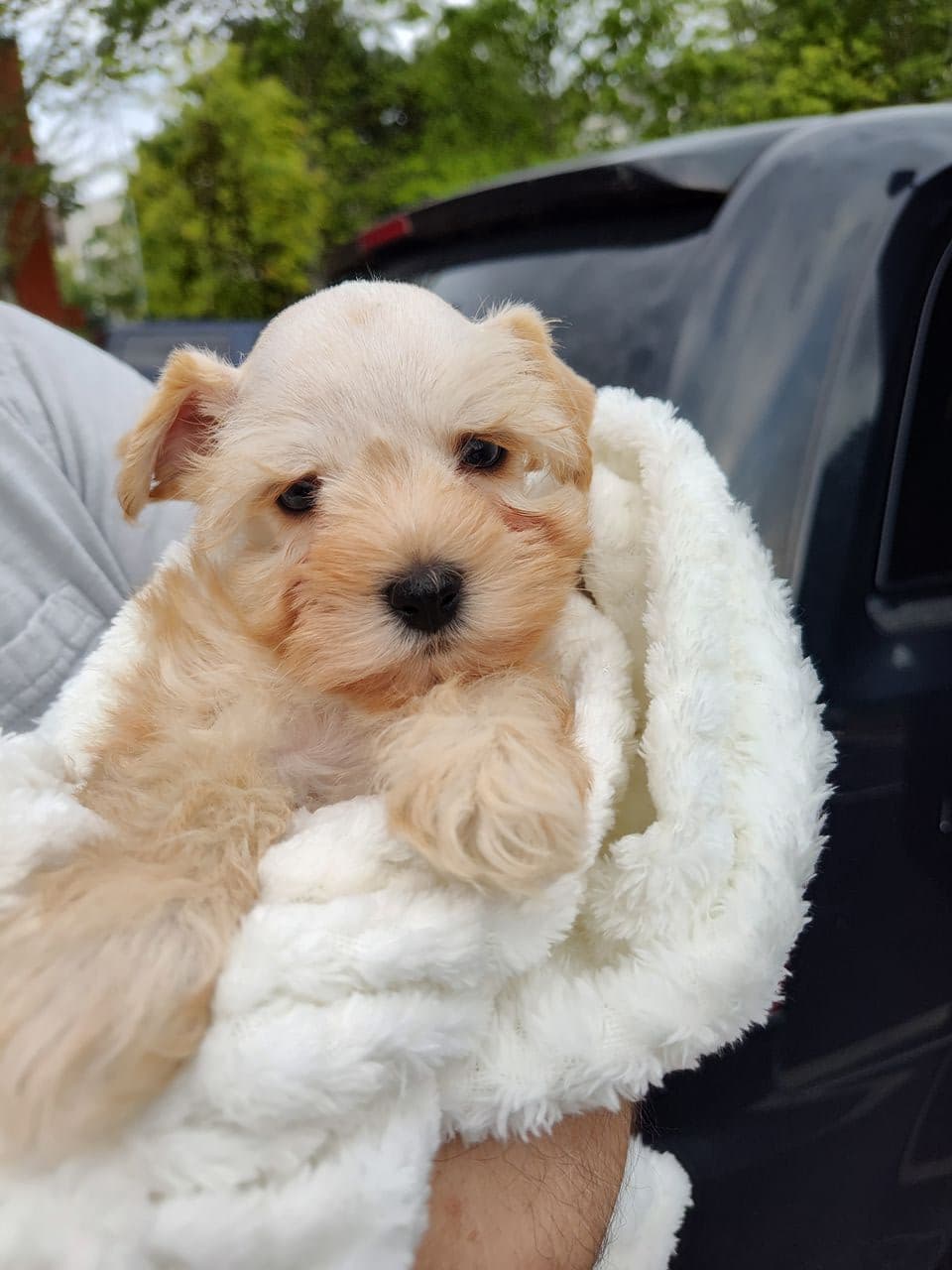 Pet travel photo 1