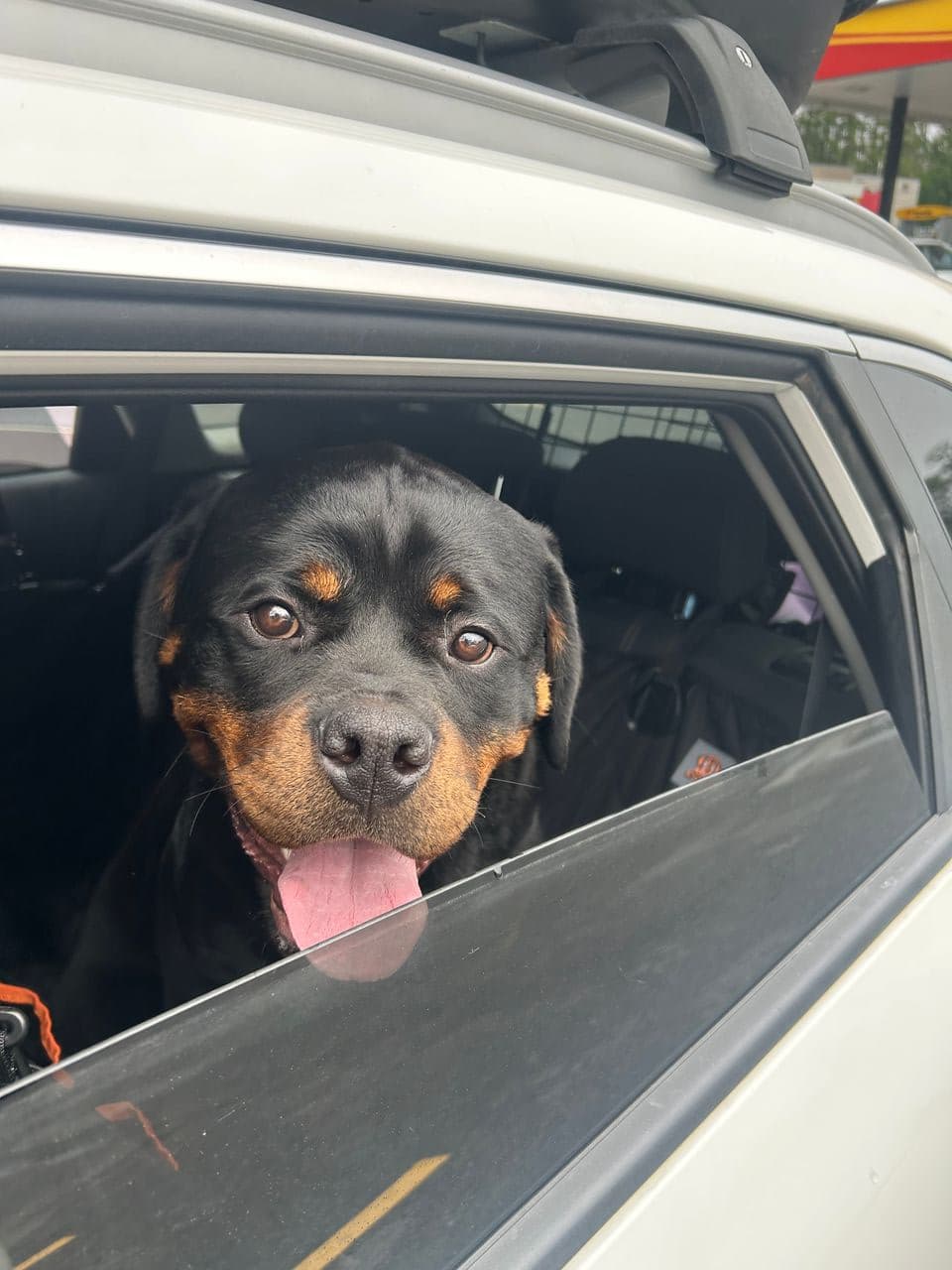 Pet travel photo 5
