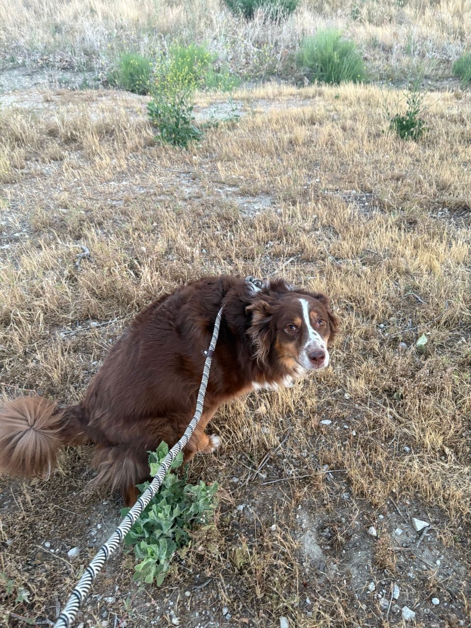 Pet travel photo 6