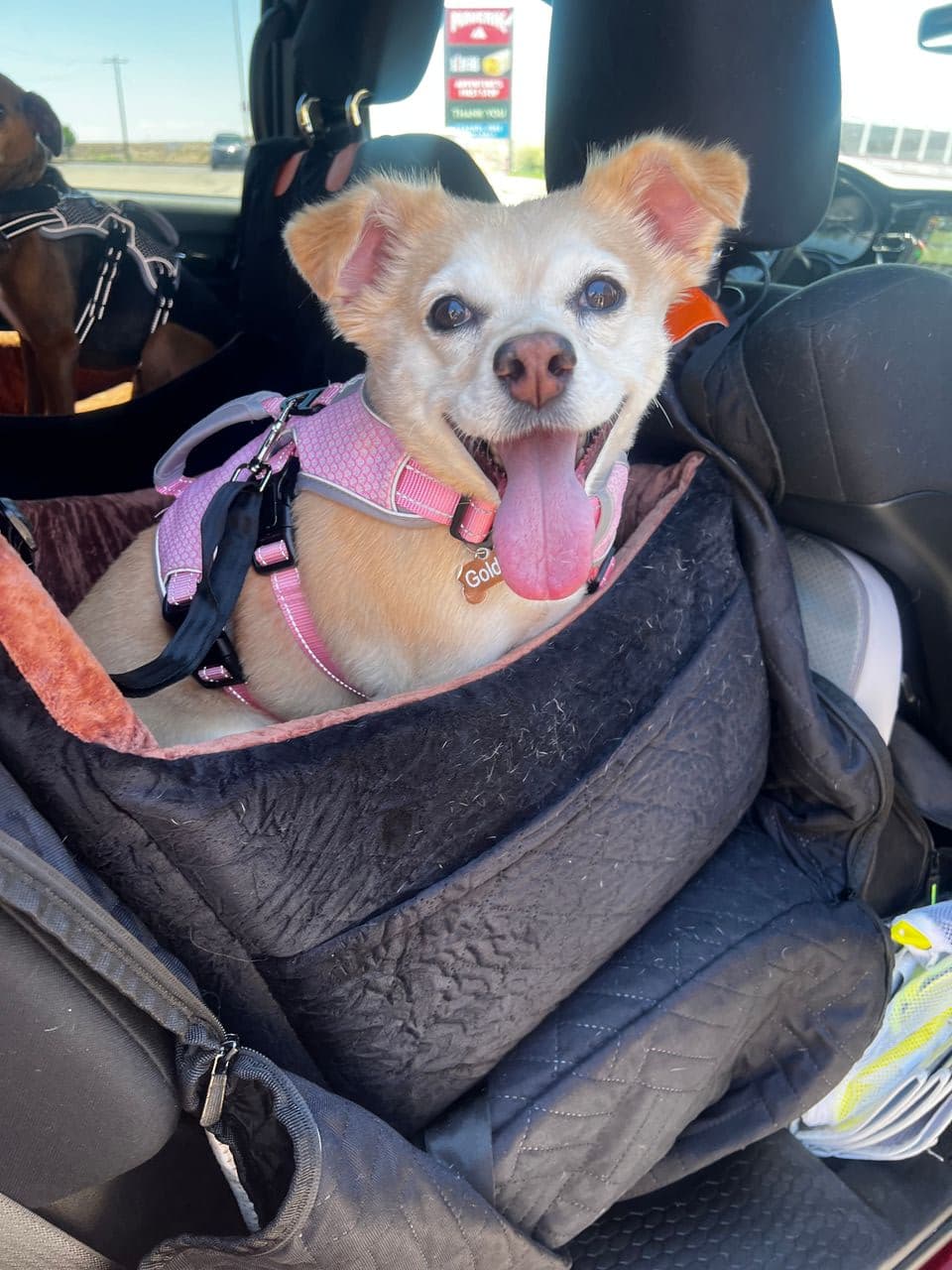 Pet travel photo 2