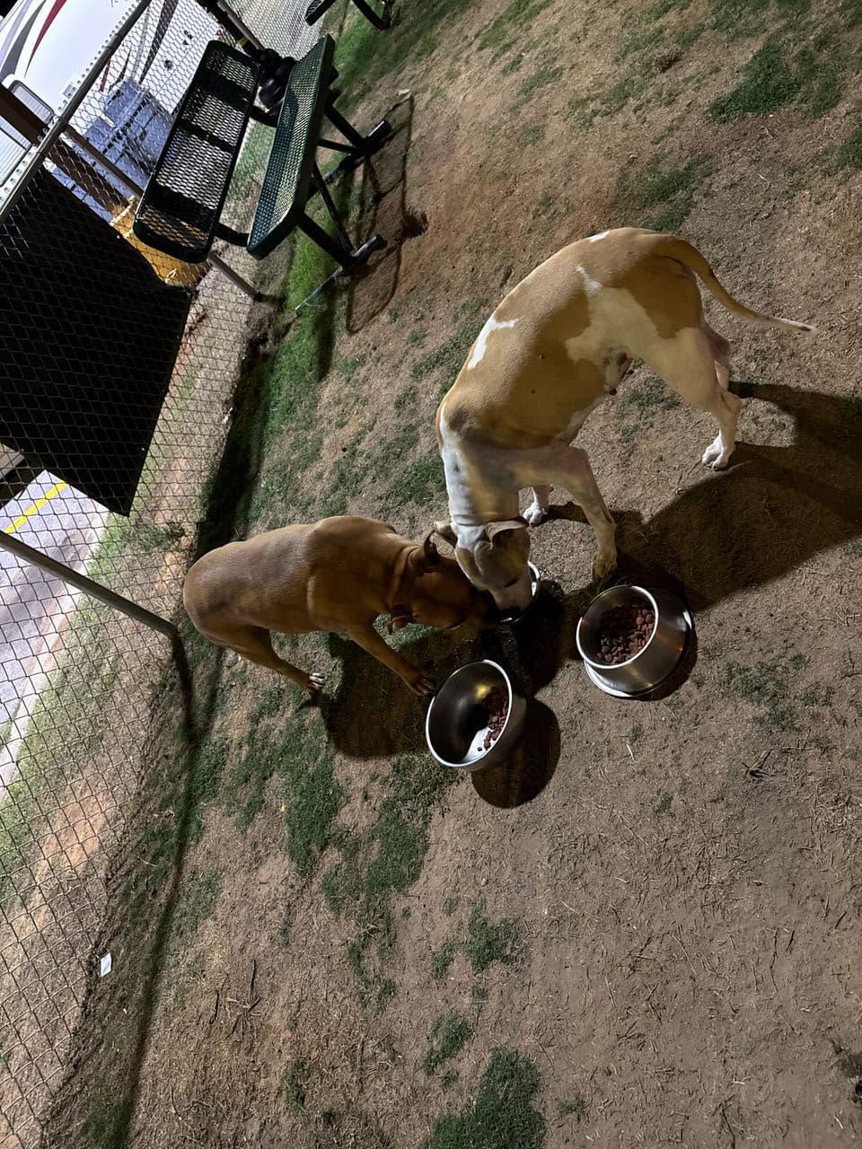 Pet travel photo 2