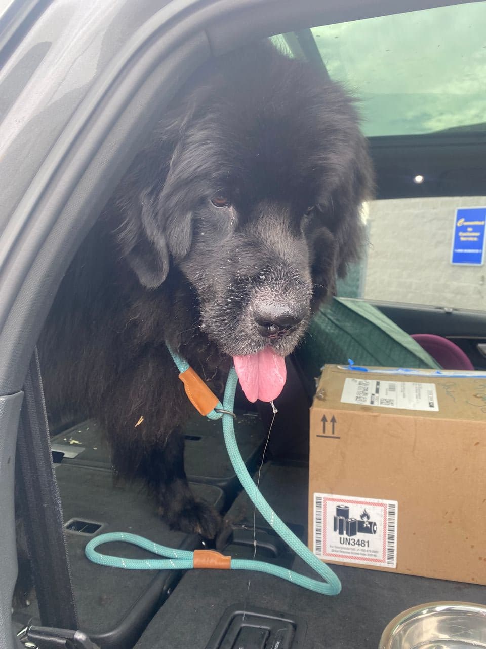 Pet travel photo 1