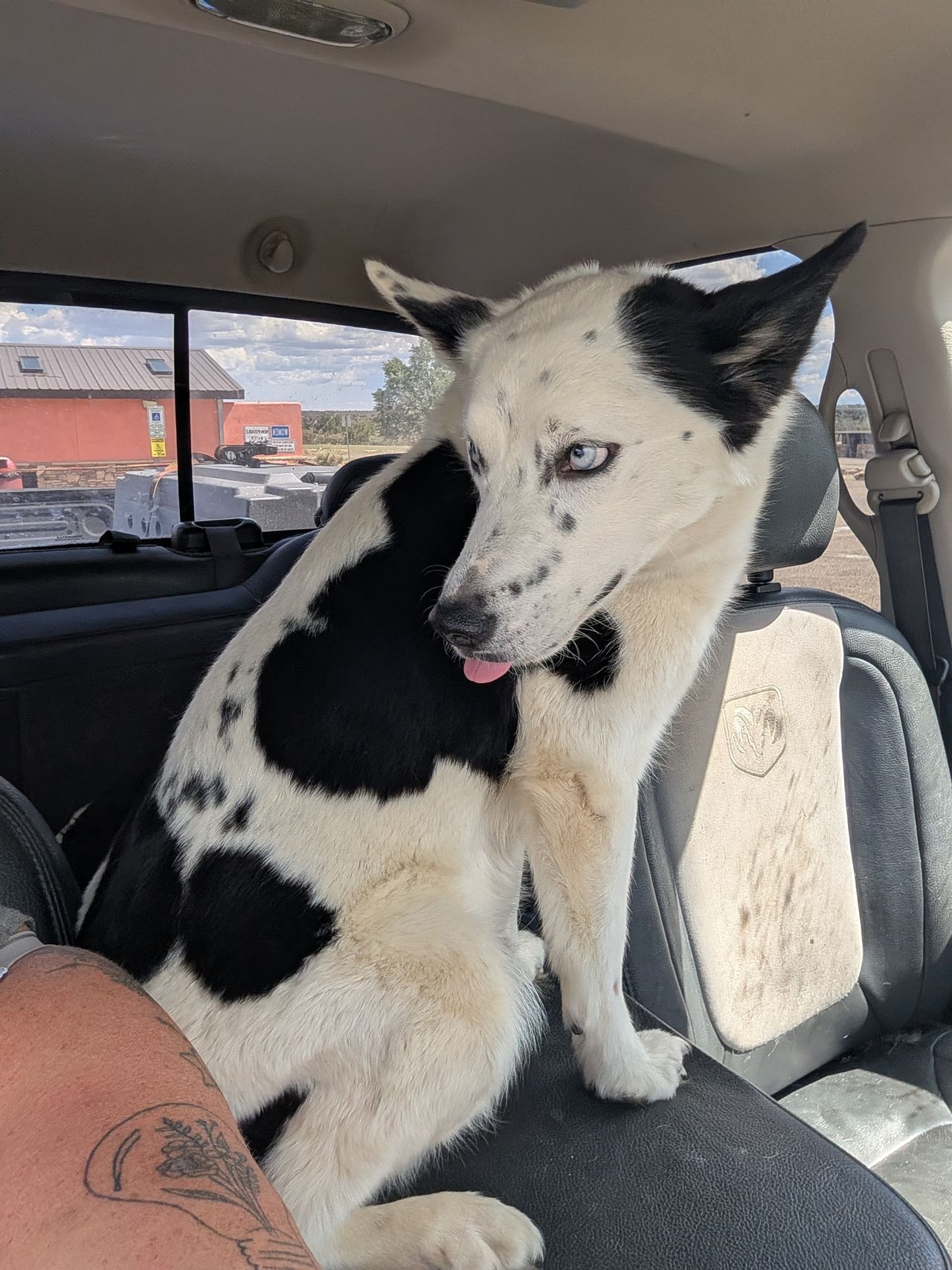 Pet travel photo 2