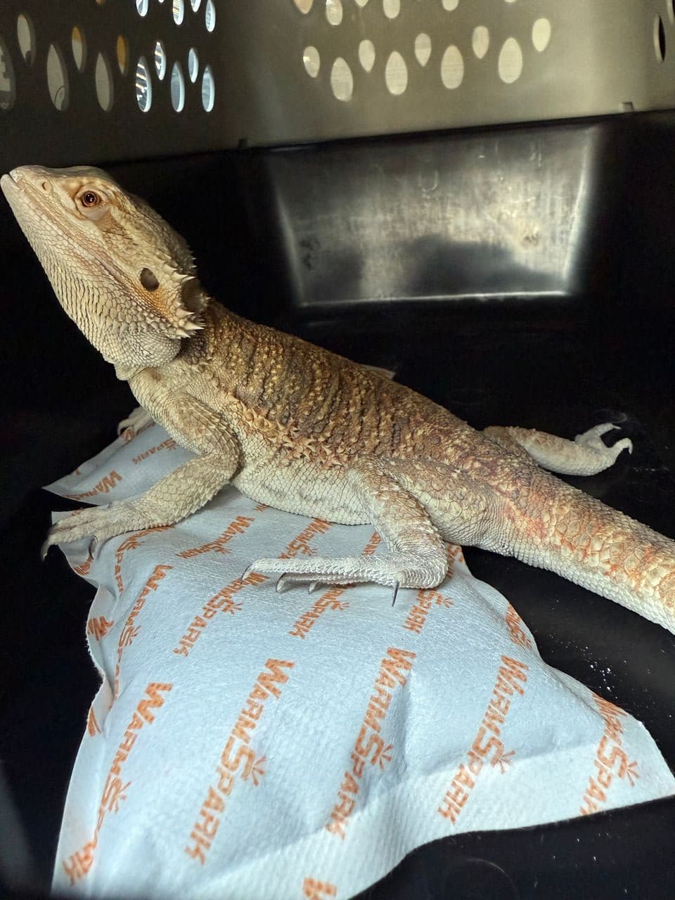 Pet travel photo 2