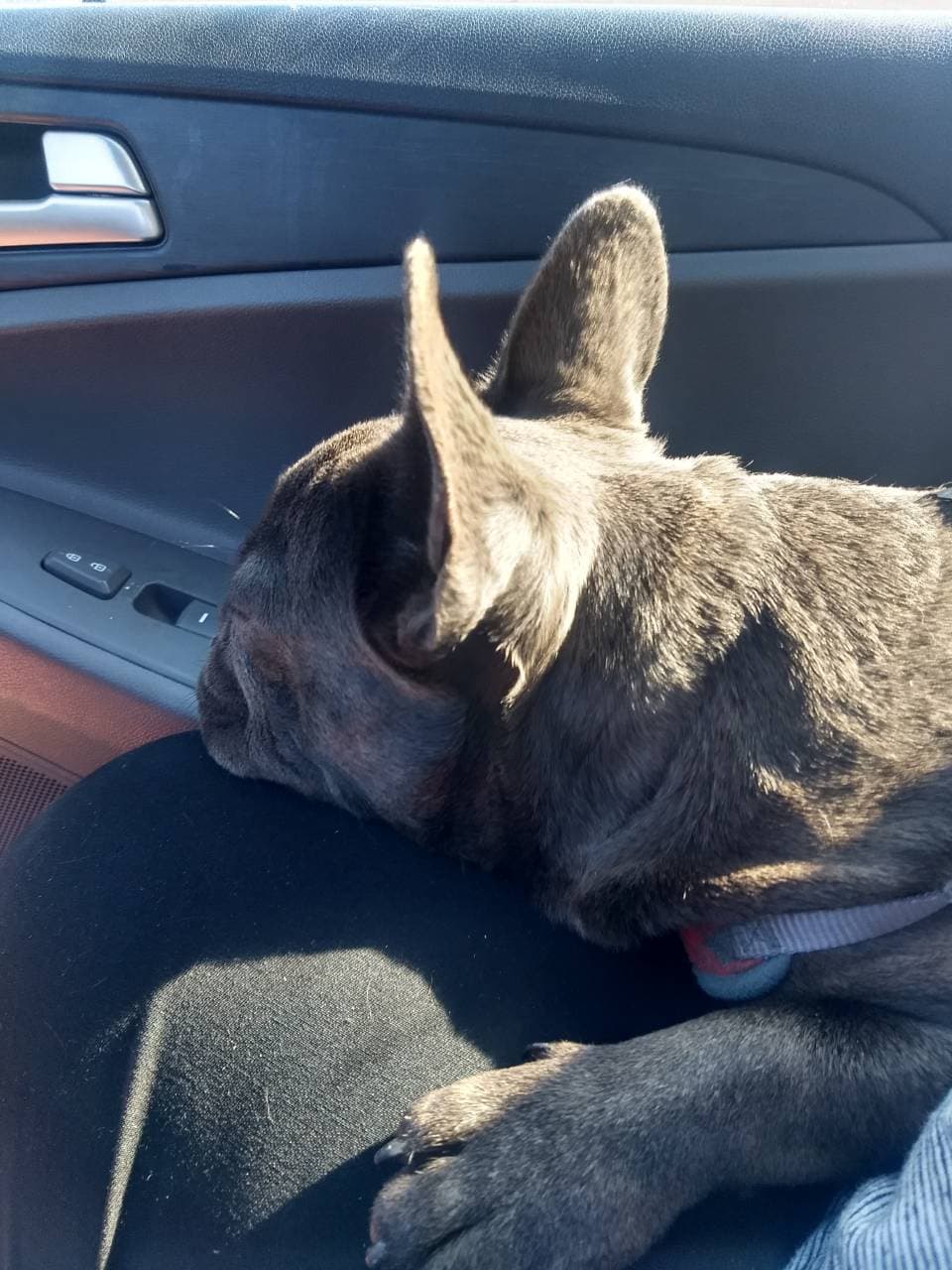 Pet travel photo 5