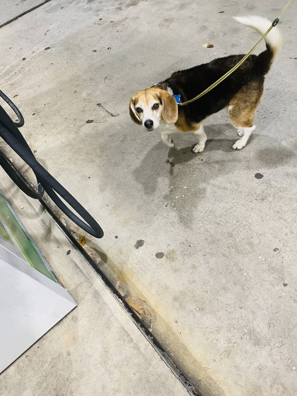 Pet travel photo 1