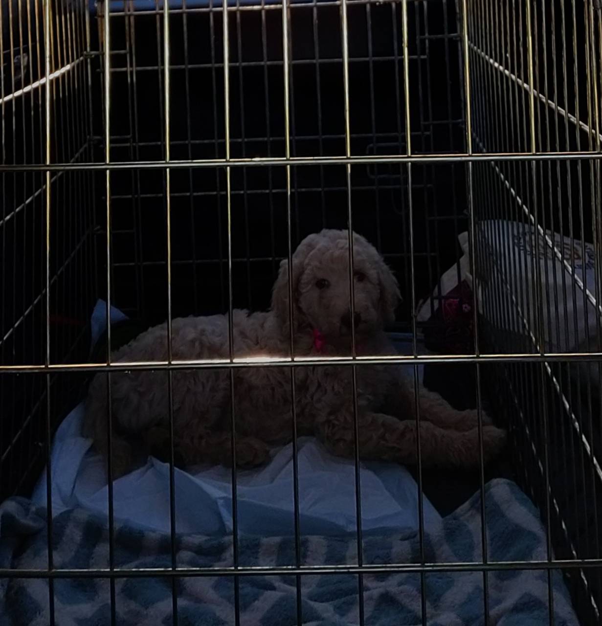 Pet travel photo 2