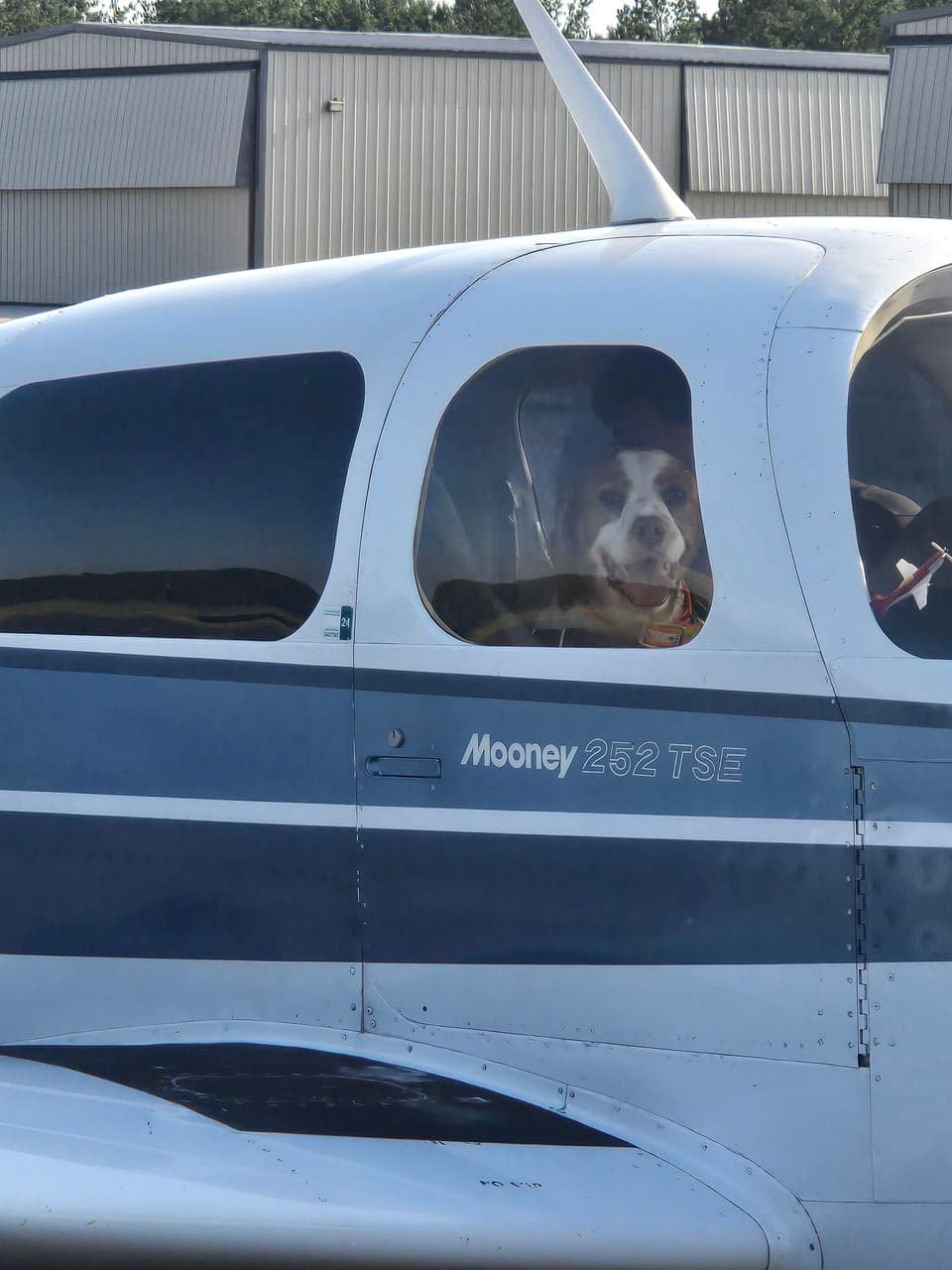 Pet travel photo 1