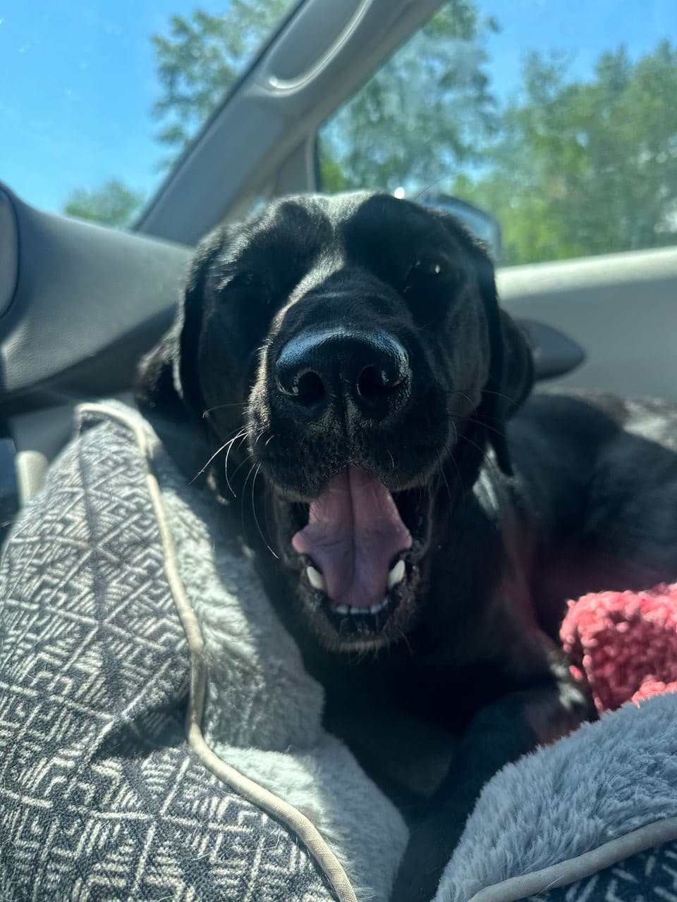 Pet travel photo 3