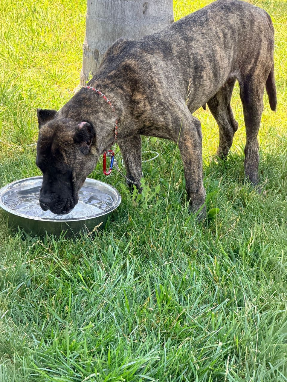 Pet travel photo 3