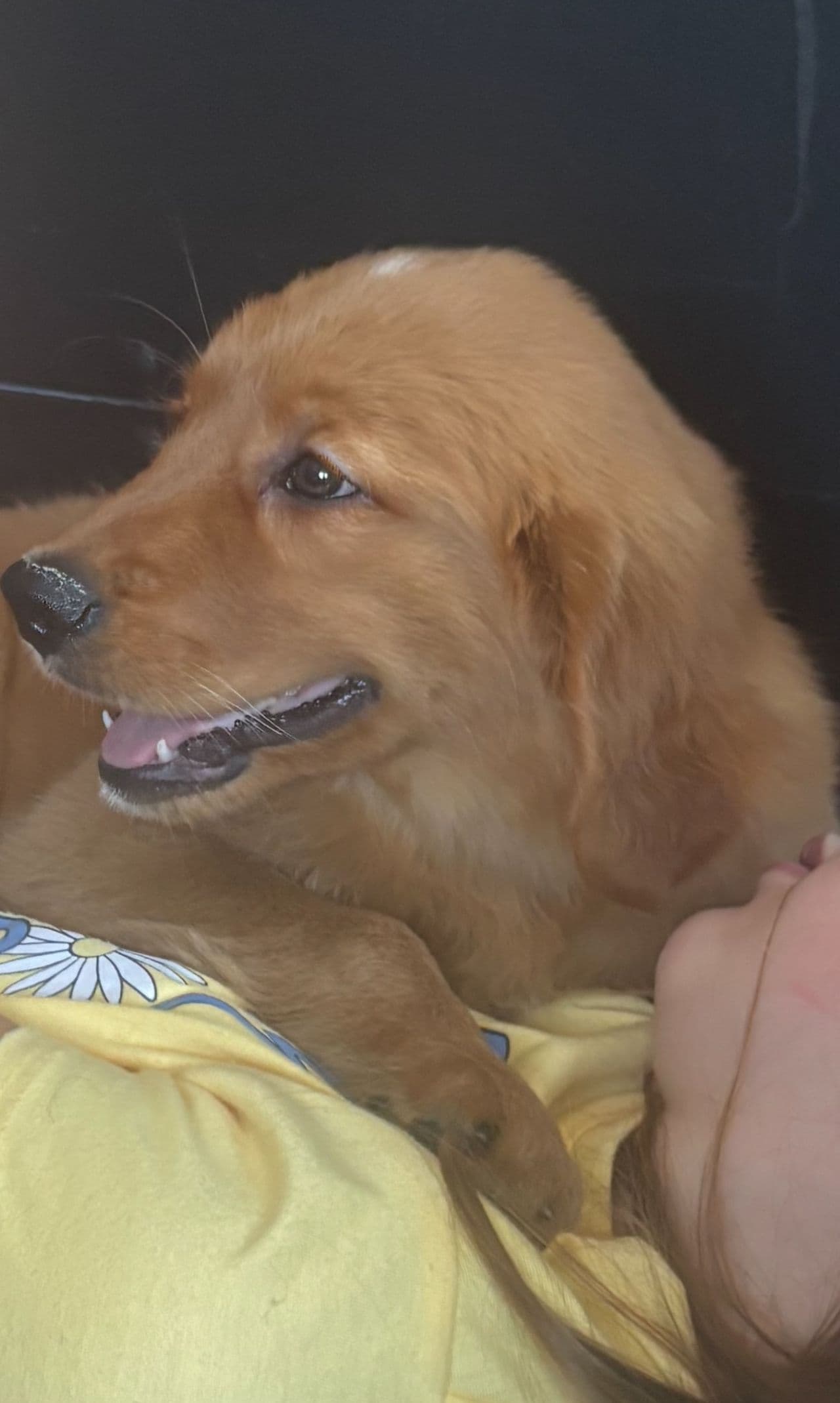 Pet travel photo 3