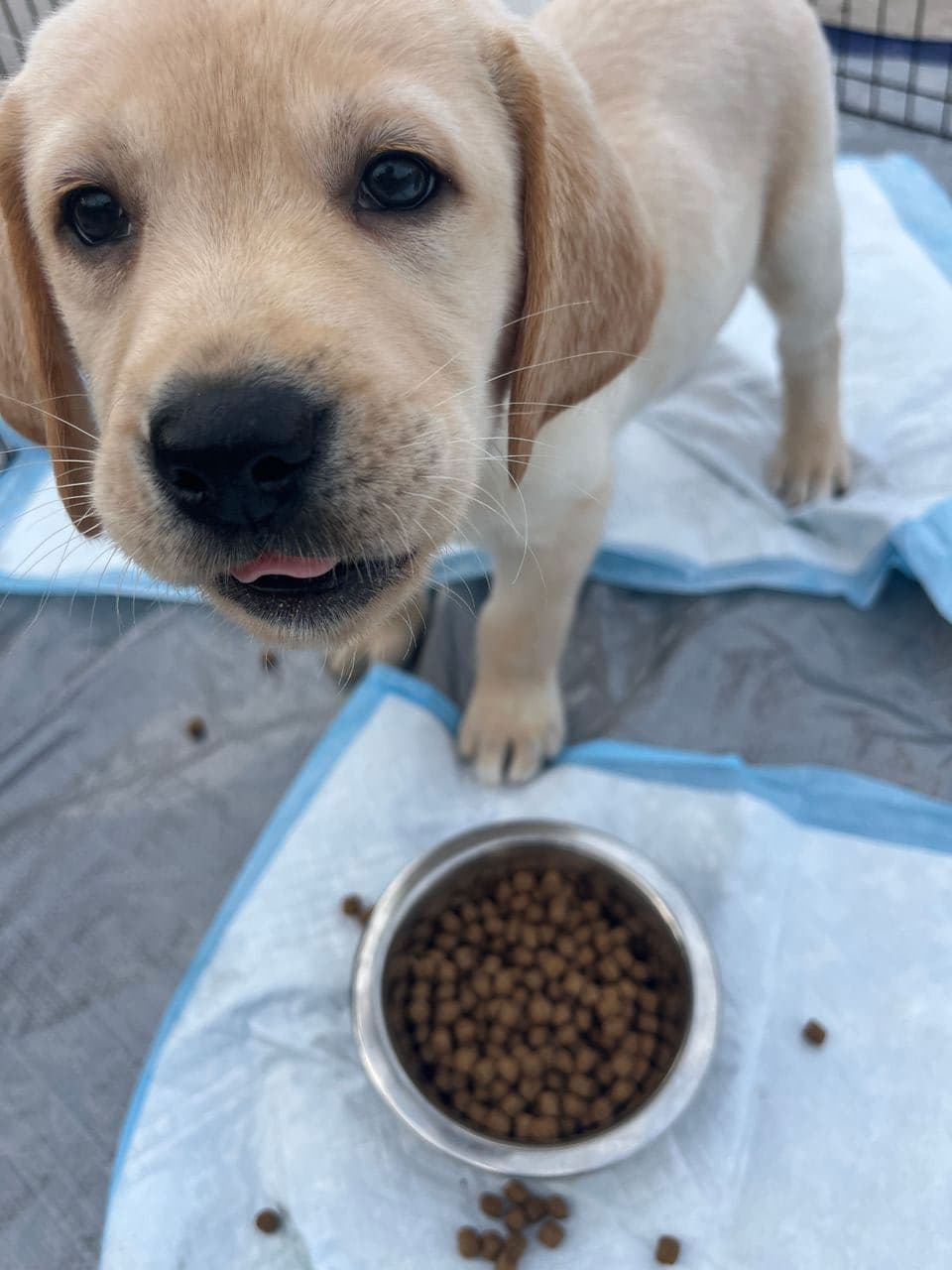 Pet travel photo 2