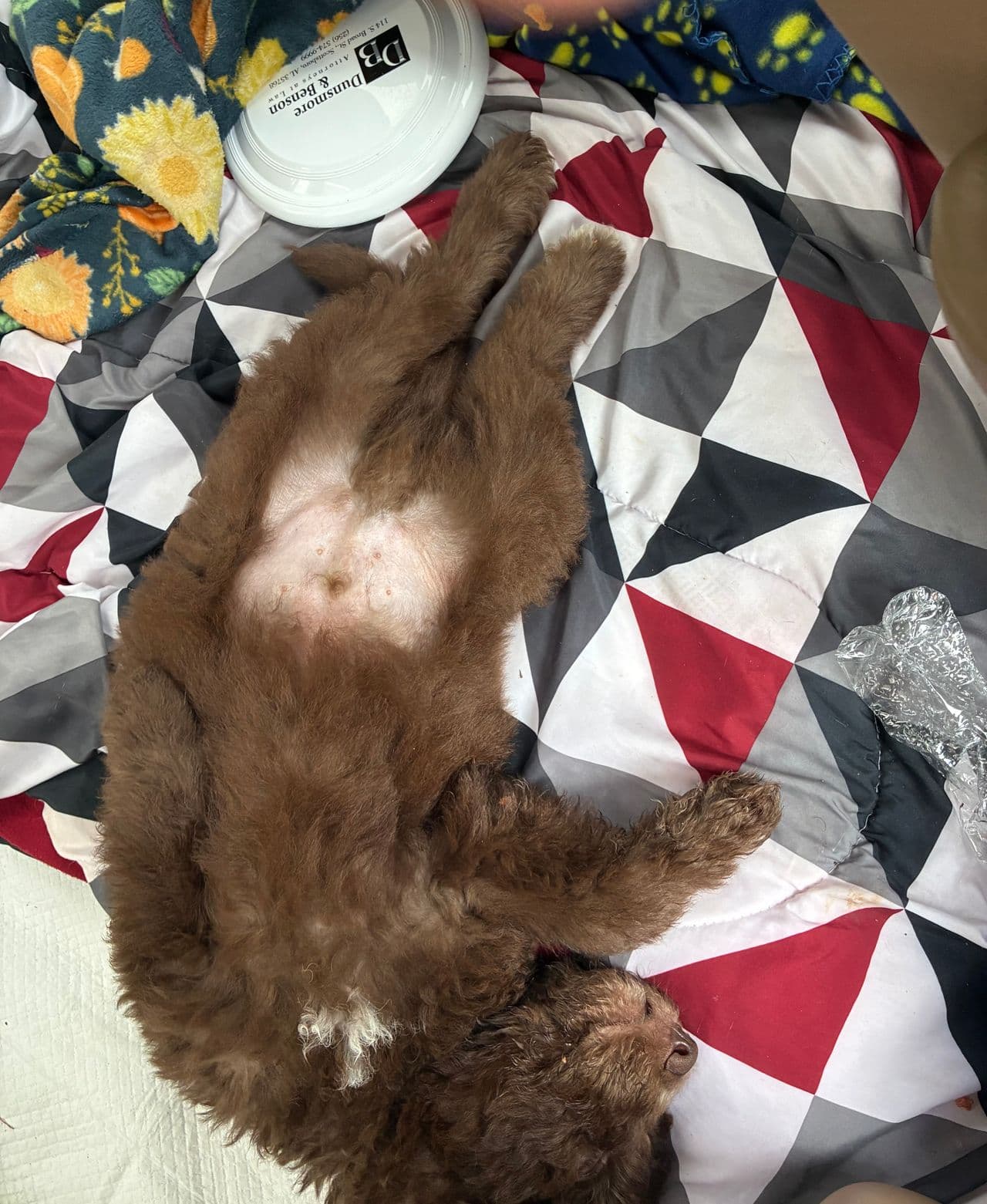 Pet travel photo 4
