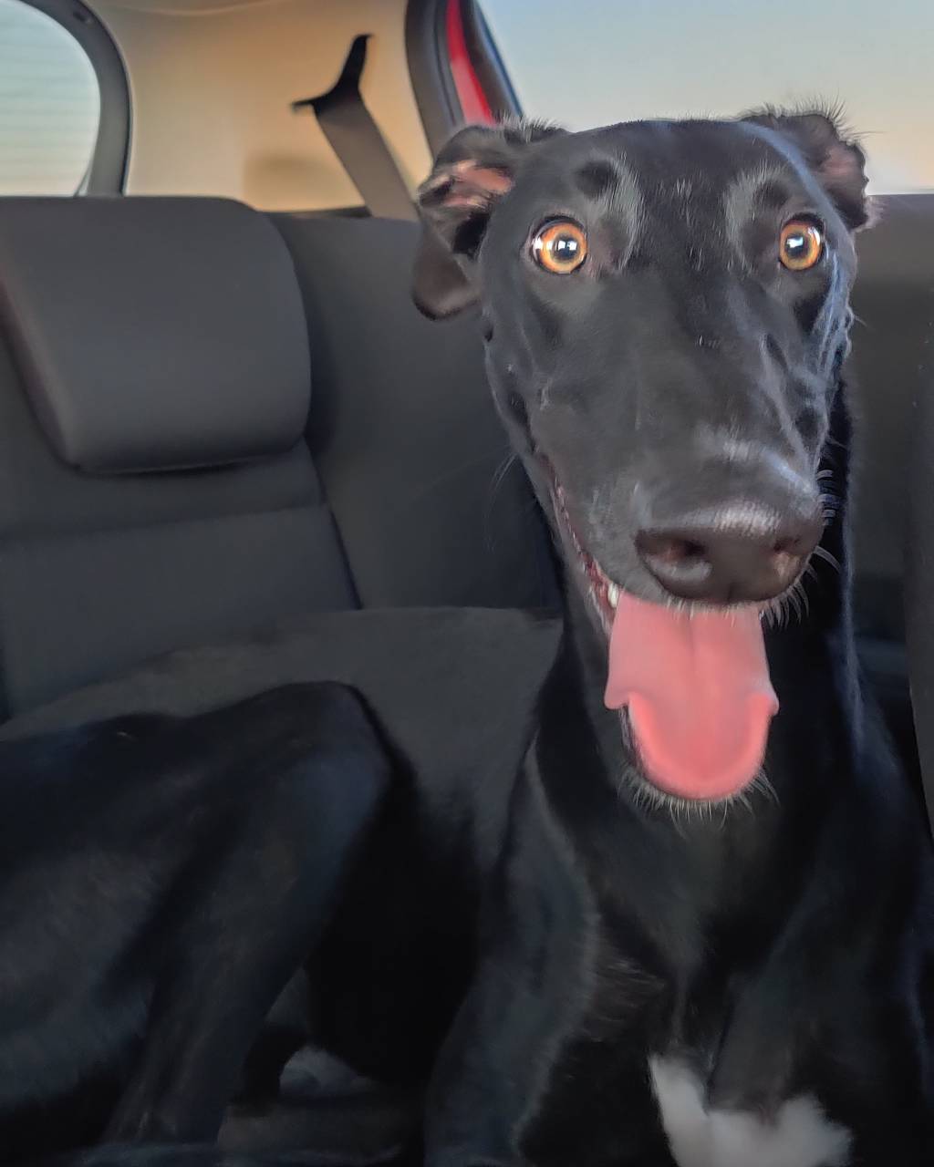 Pet travel photo 3