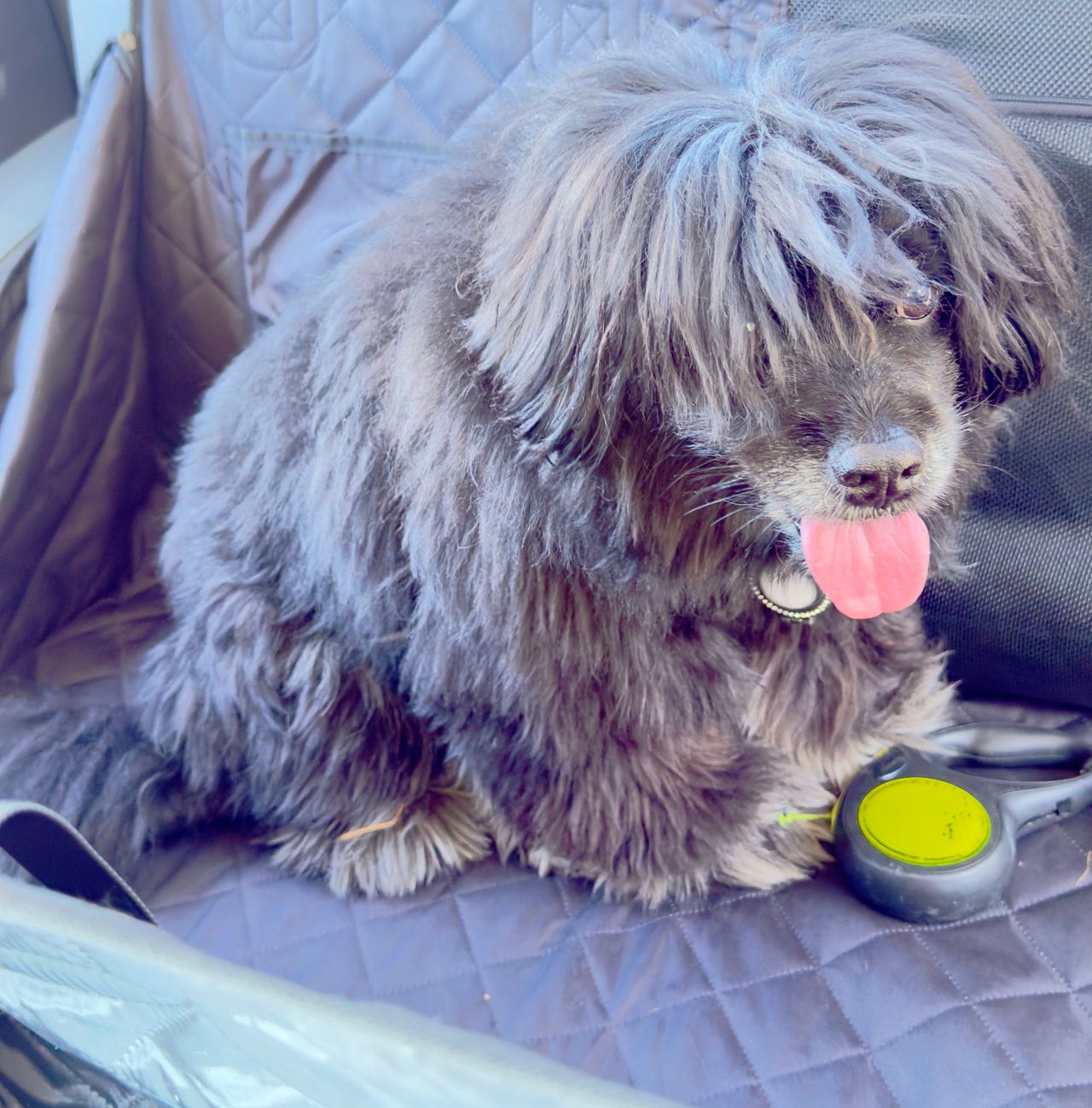 Pet travel photo 2
