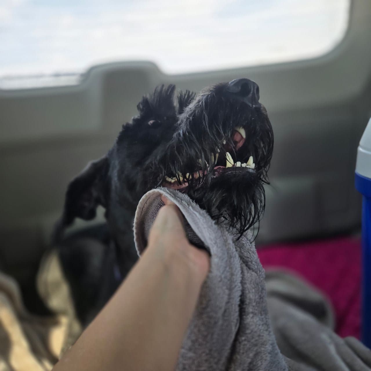 Pet travel photo 5