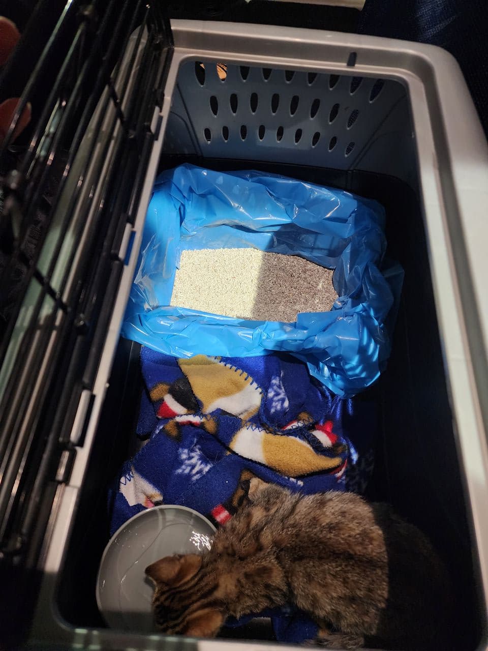 Pet travel photo 4