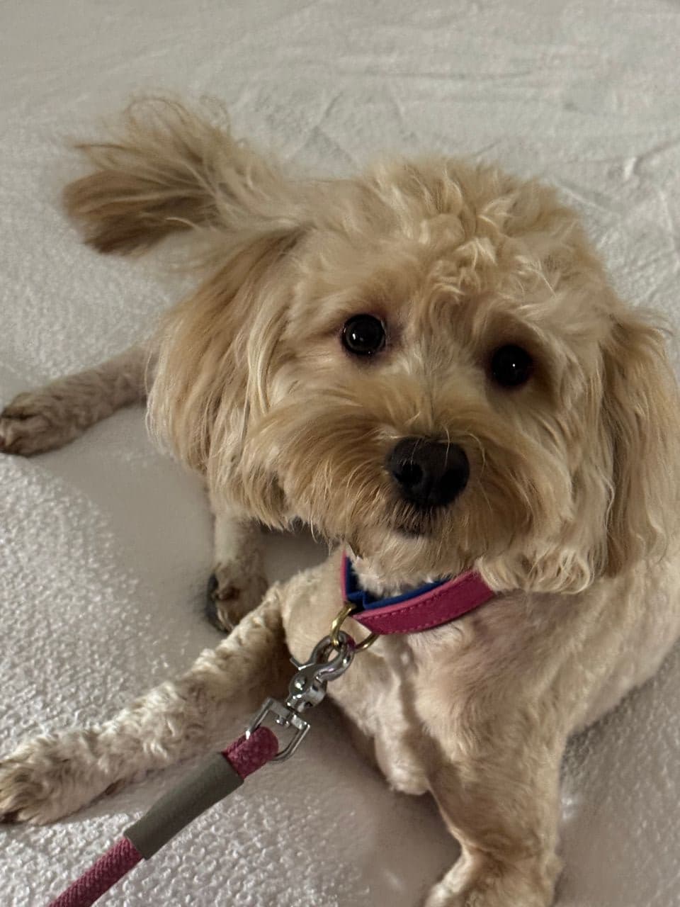 Pet travel photo 4