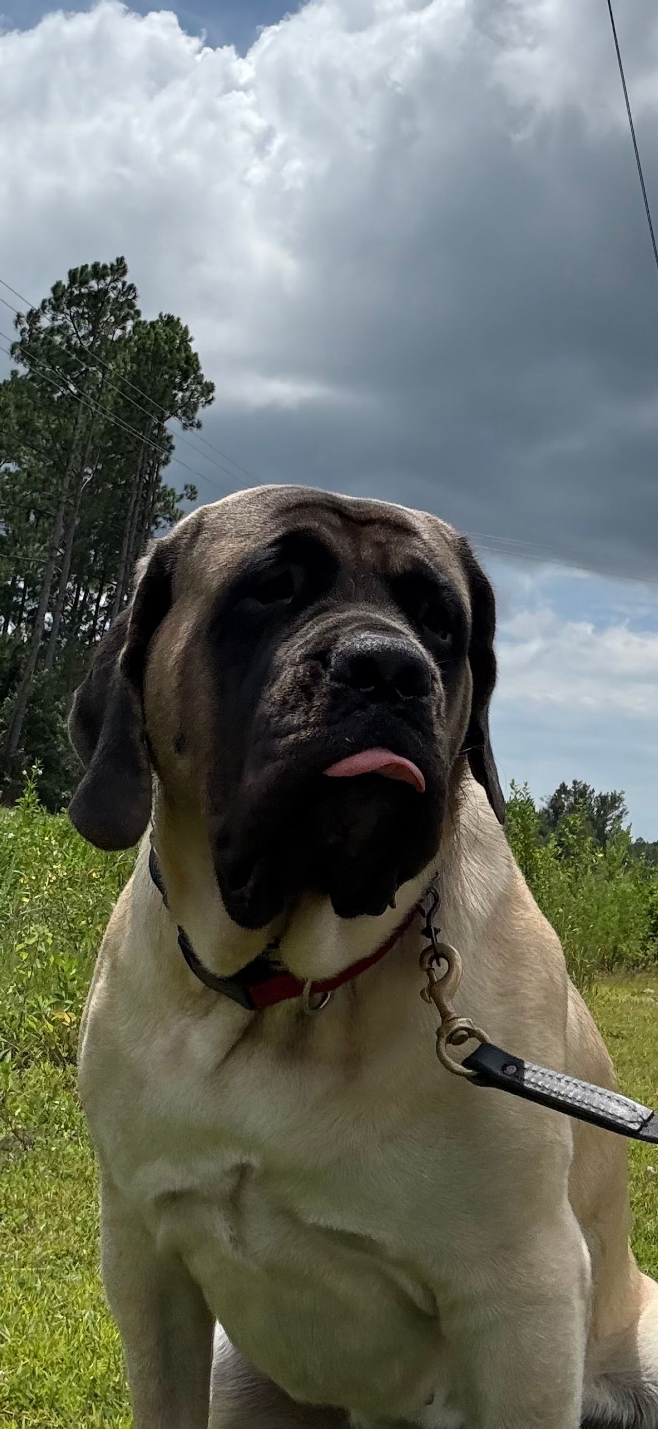 Pet travel photo 1