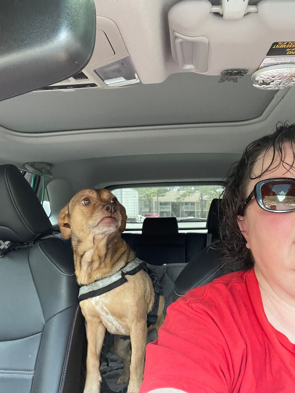 Pet travel photo 2