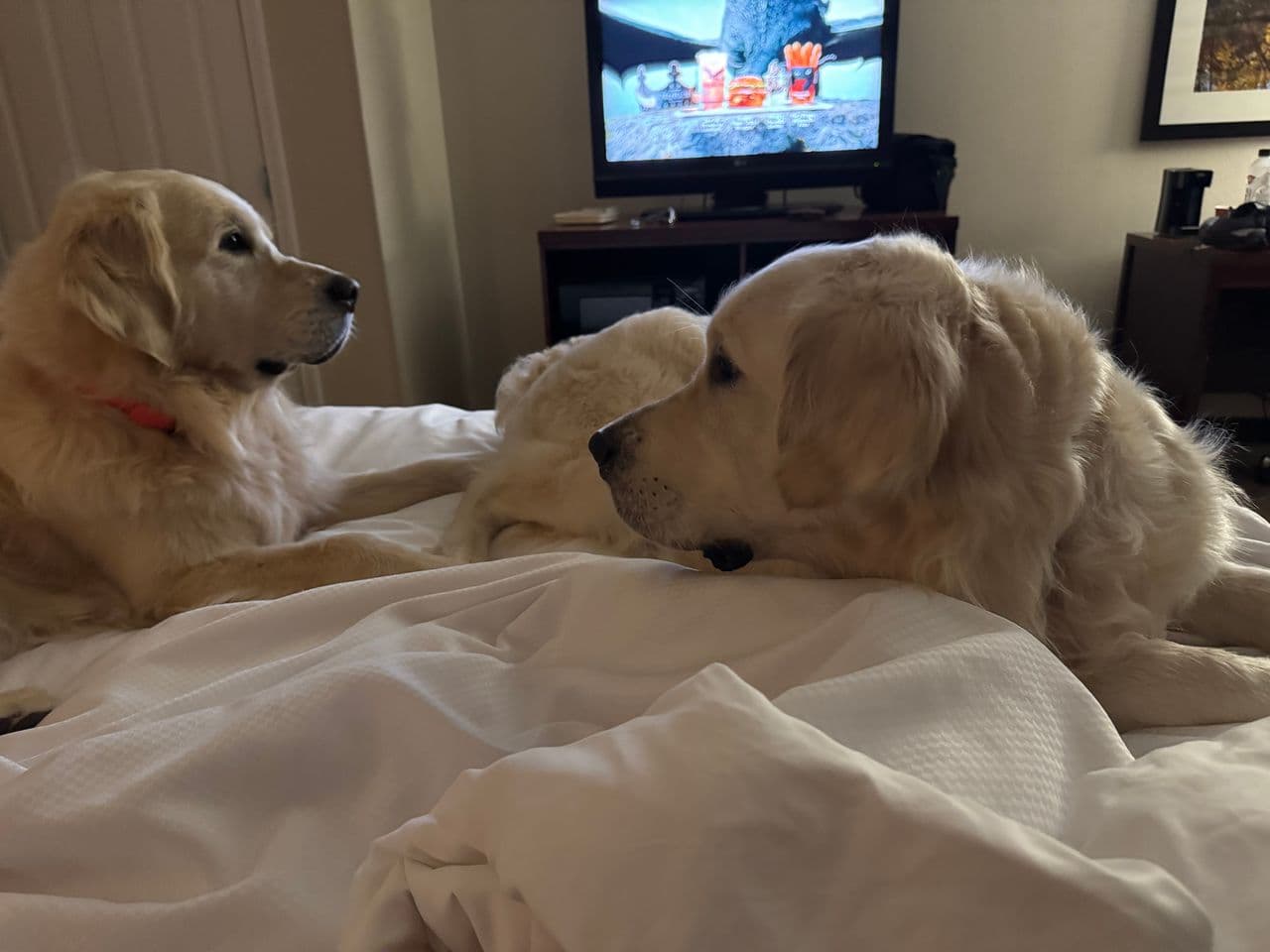 Pet travel photo 2