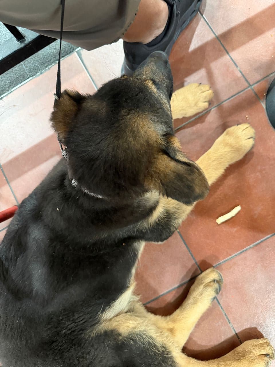 Pet travel photo 4