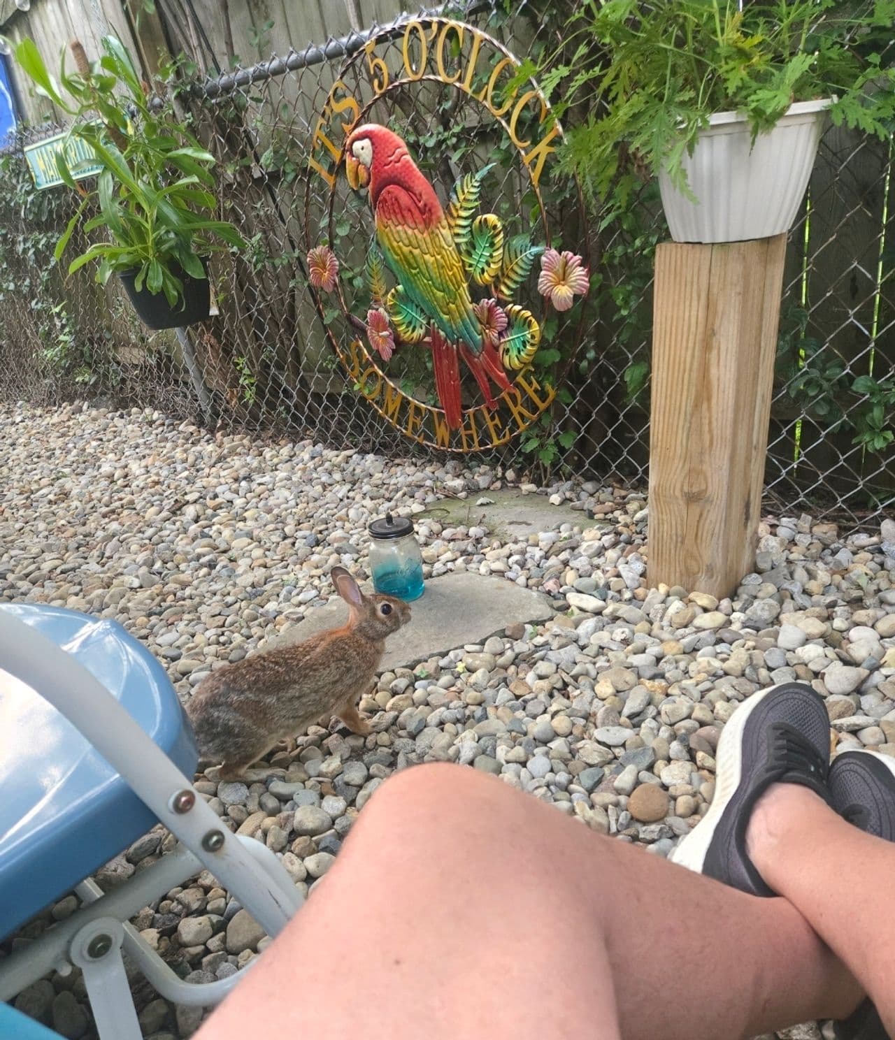 Pet travel photo 1