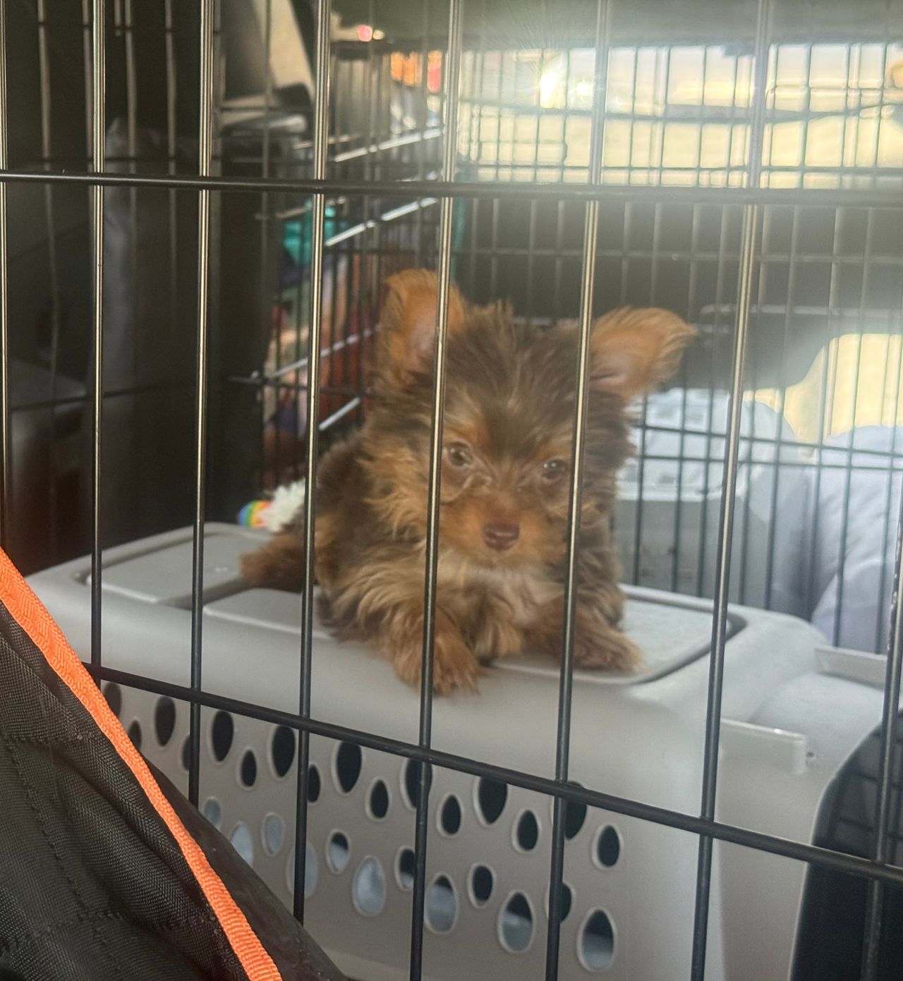 Pet travel photo 1