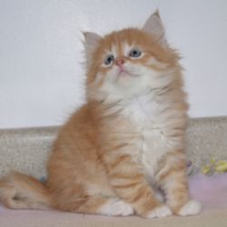 Siberian cat named Aivan