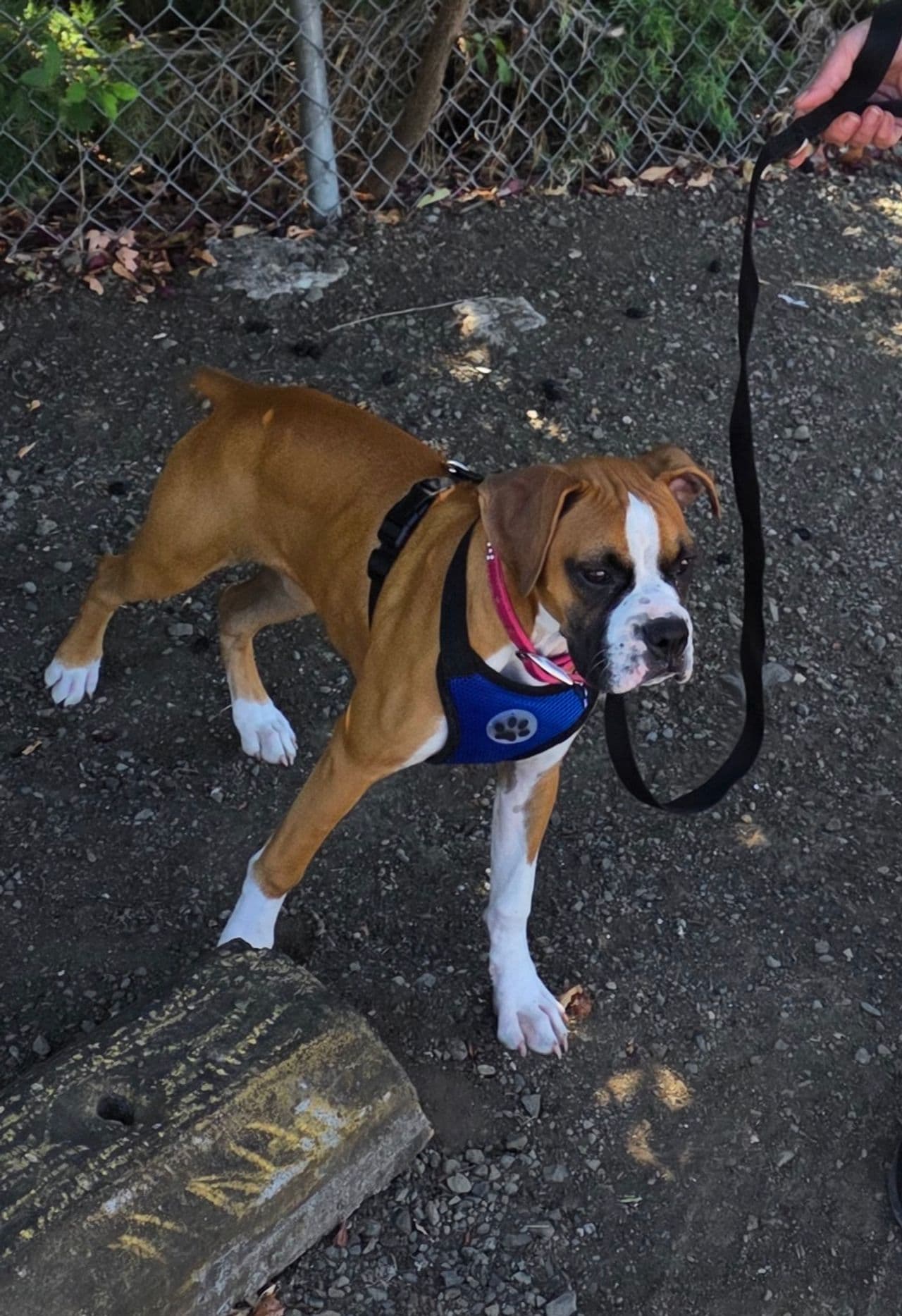 Pet travel photo 3