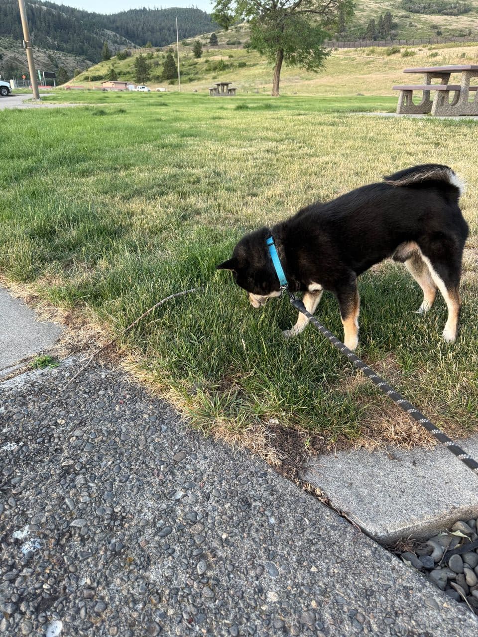 Pet travel photo 4