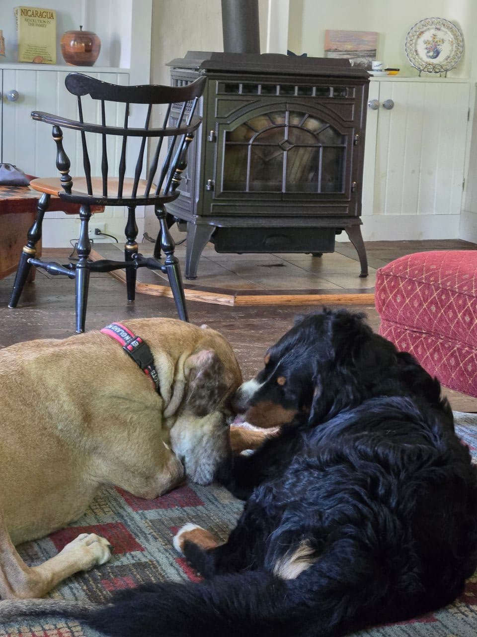 Pet travel photo 4