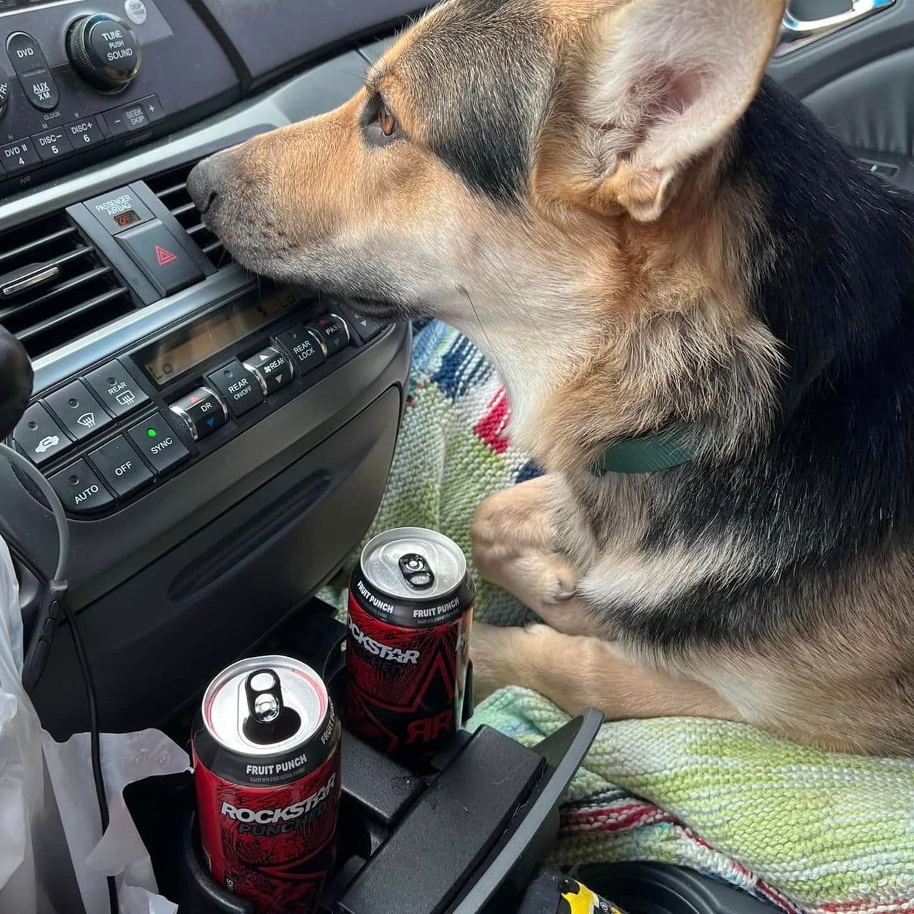 Pet travel photo 4
