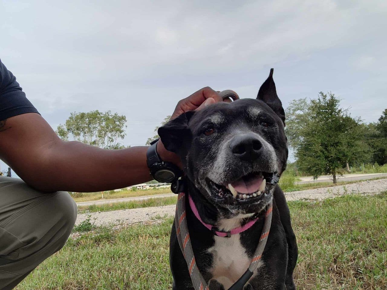 Pet travel photo 2